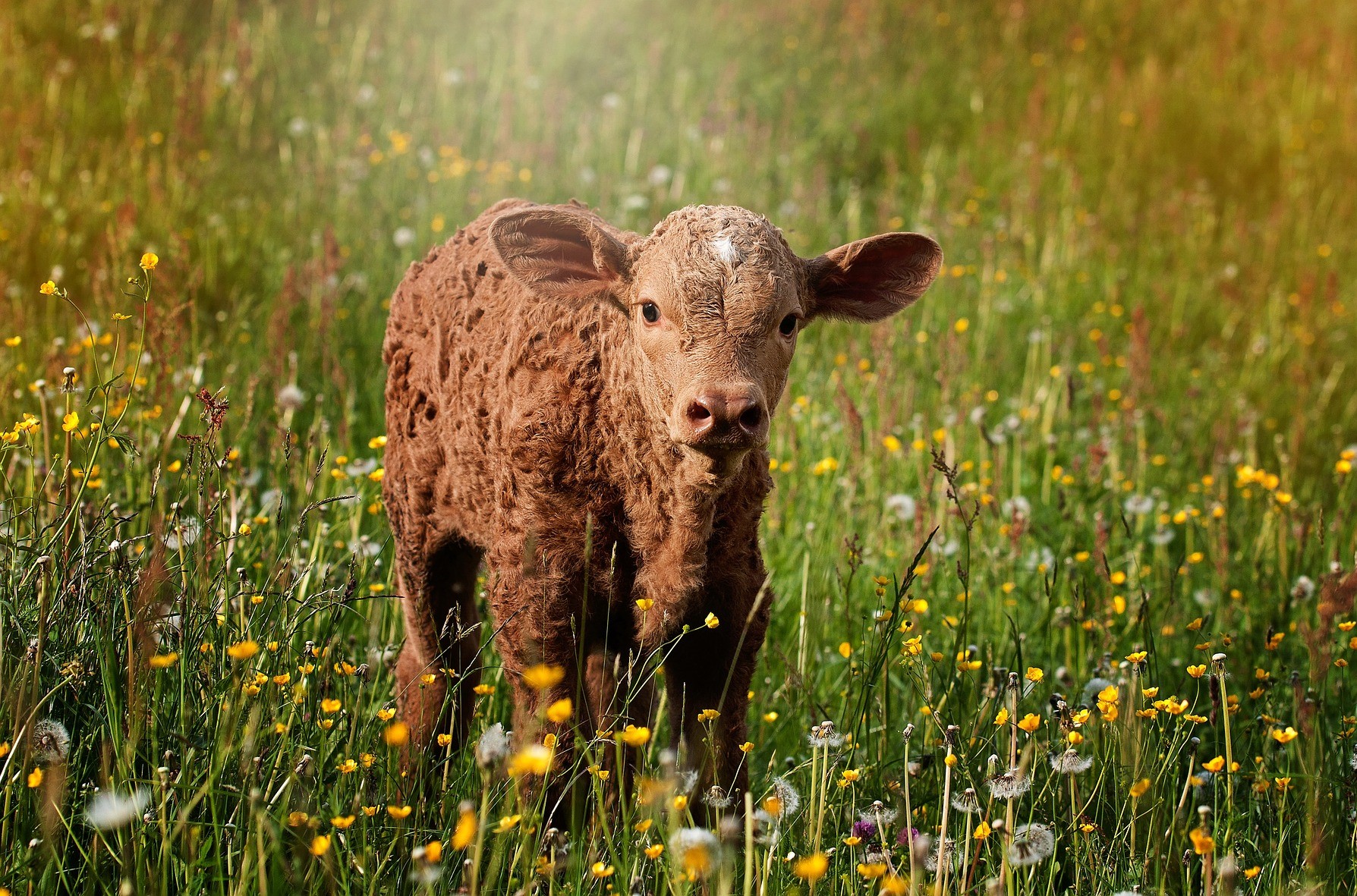 Calf 829430 1920 1