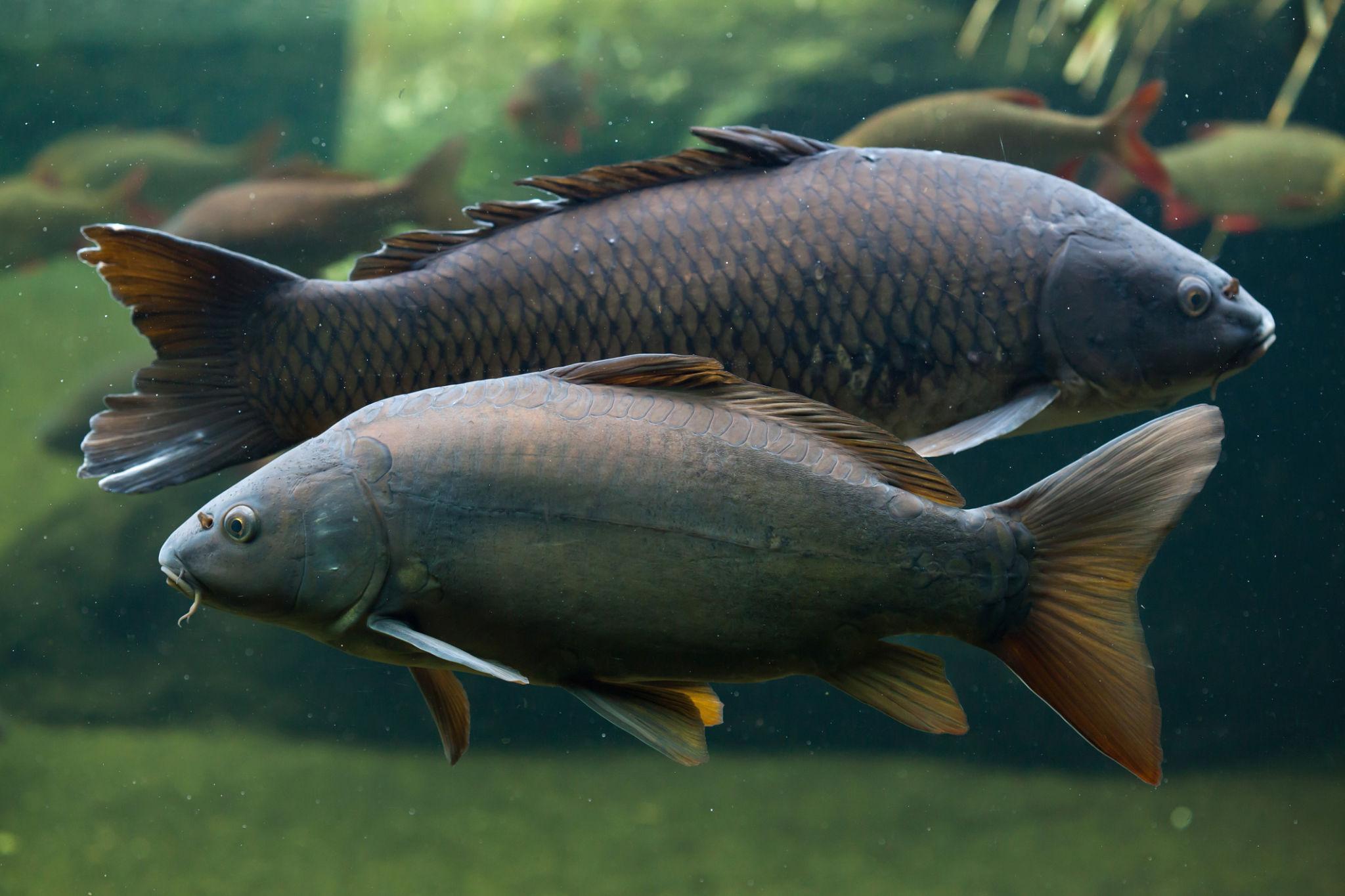Karpiai eko
