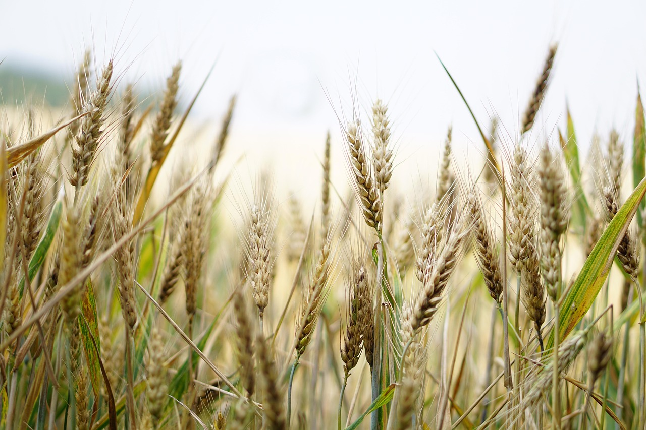 Wheat 1556698 1280